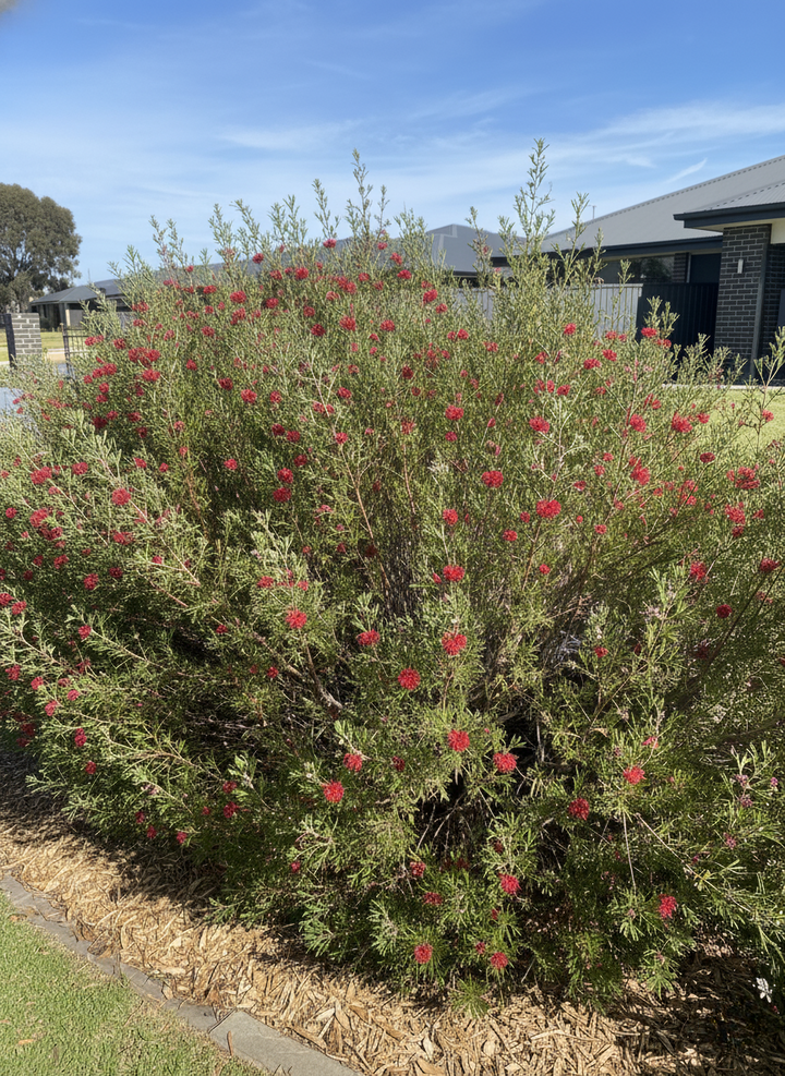 Grevillea Hybrid &