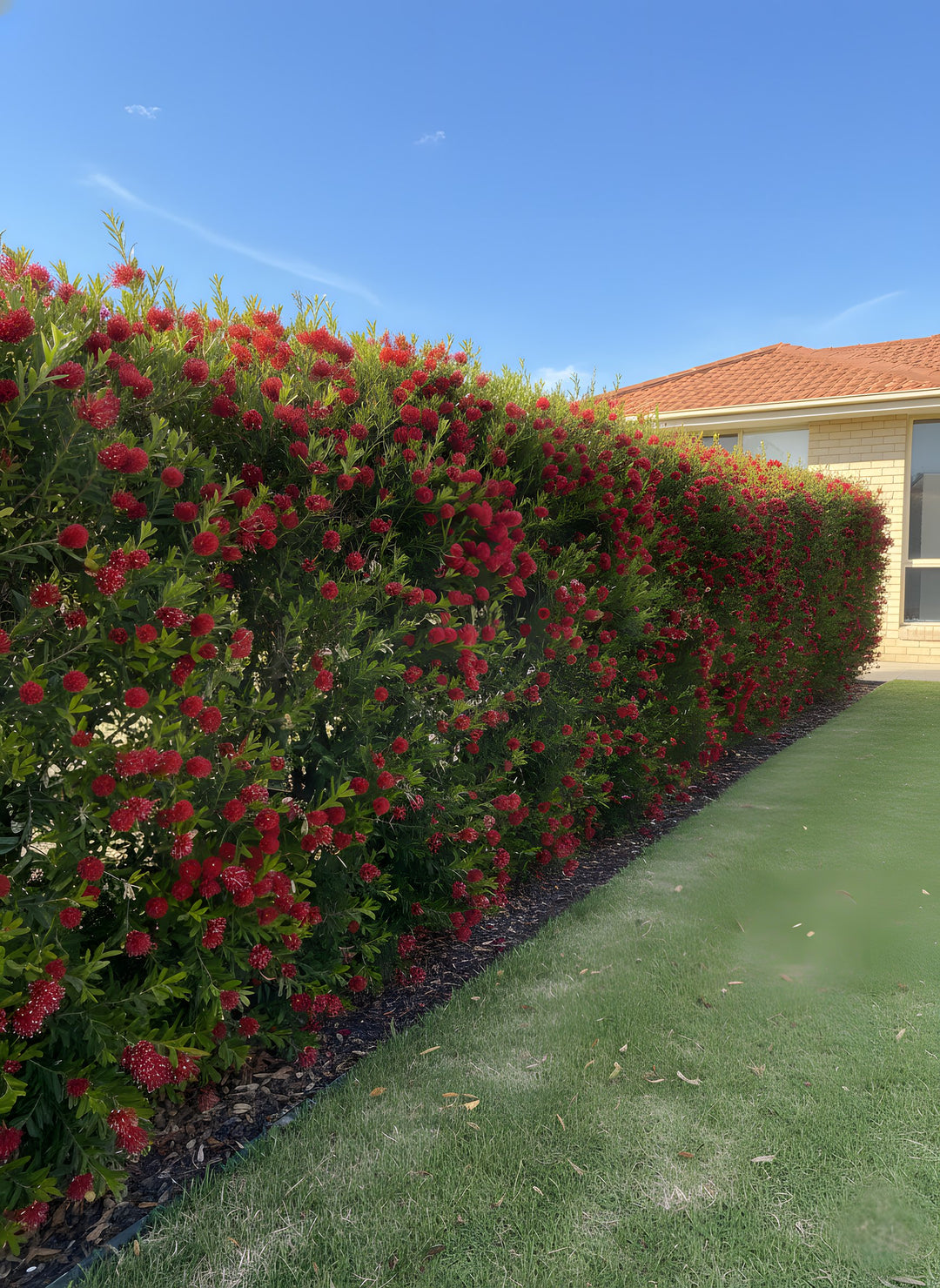 Grevillea Hybrid 'Winpara Gem' 140mm Pot for sale Adelaide Plant Co