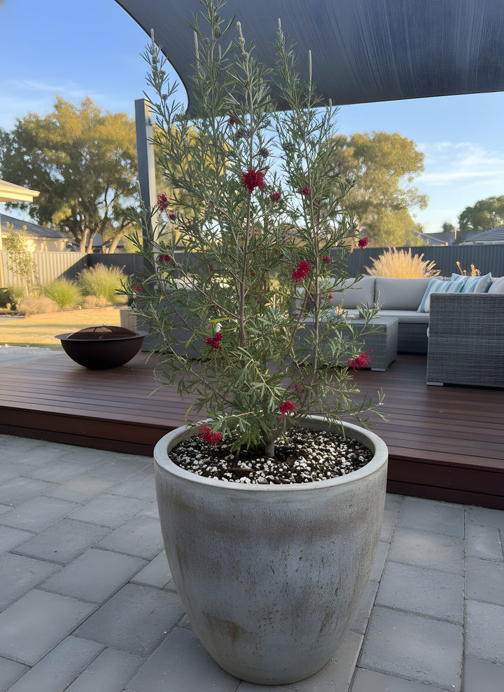 Grevillea Hybrid &