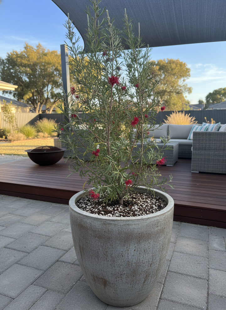 Grevillea Hybrid &
