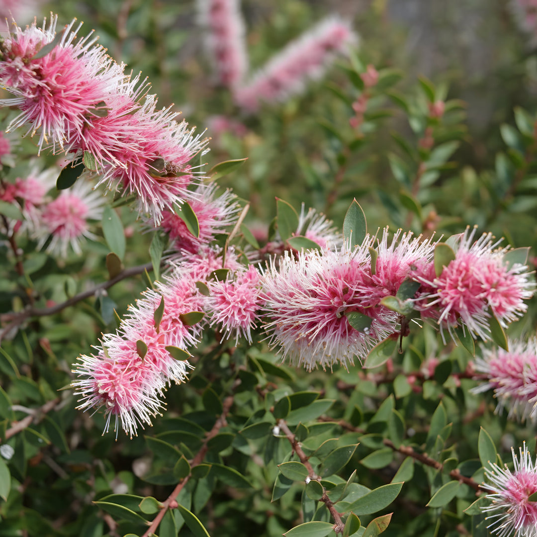 Hakea Hybrid 'Burrendong Beauty' 140mm Pot for sale Adelaide Plant Co