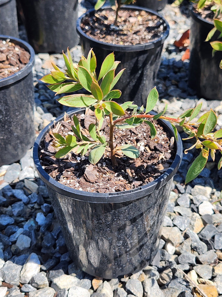 Hakea Hybrid 'Burrendong Beauty'