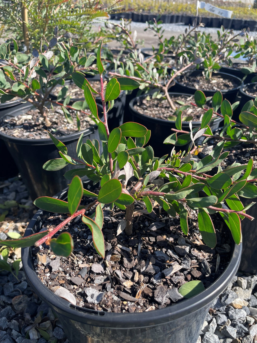 Hakea Hybrid &