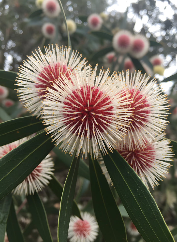Hakea Laurina 200mm Pot for sale Adelaide Plant Co