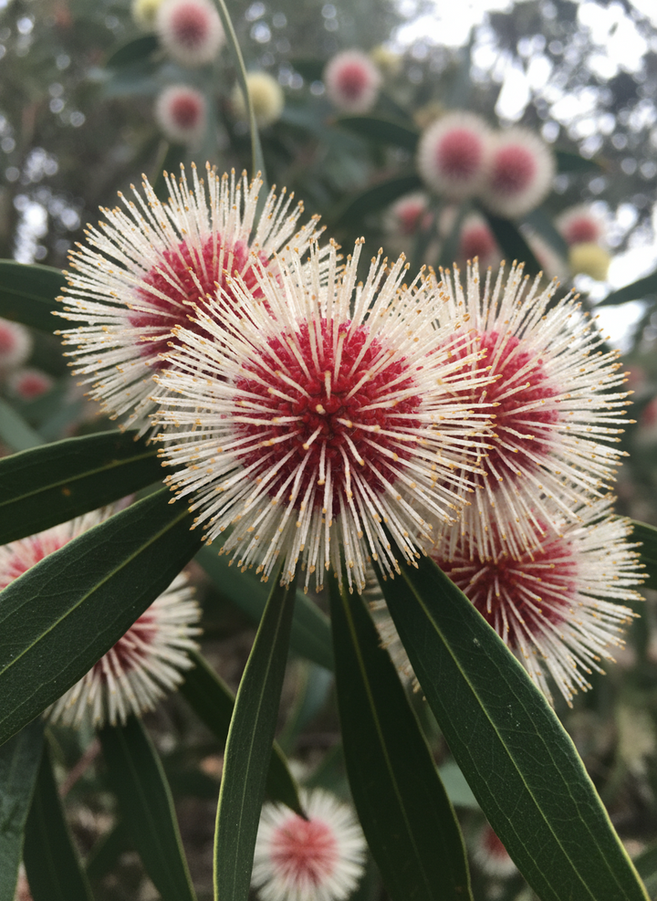 Hakea Laurina 200mm Pot for sale Adelaide Plant Co