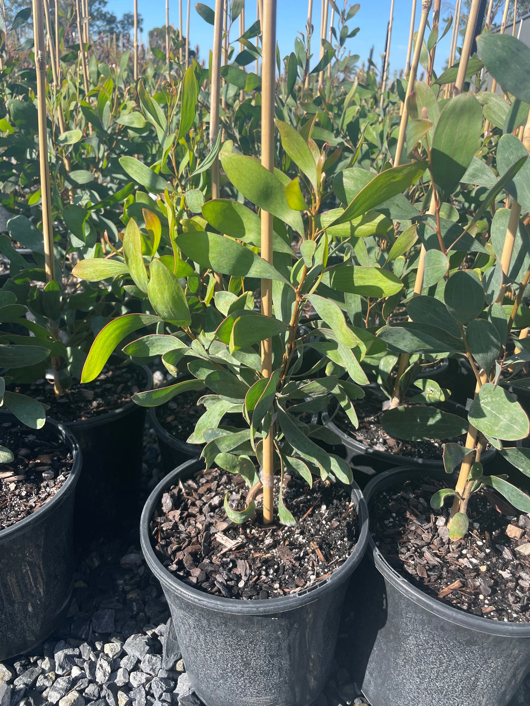 Hakea Laurina 300mm Pot for sale Adelaide Plant Co