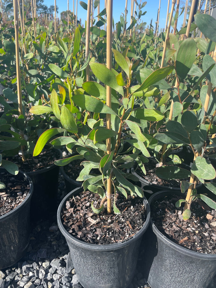 Hakea Laurina 300mm Pot for sale Adelaide Plant Co