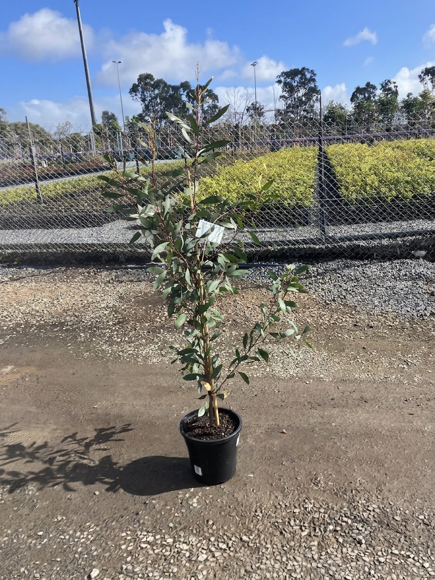 Hakea Laurina 250mm Pot for sale Adelaide Plant Co