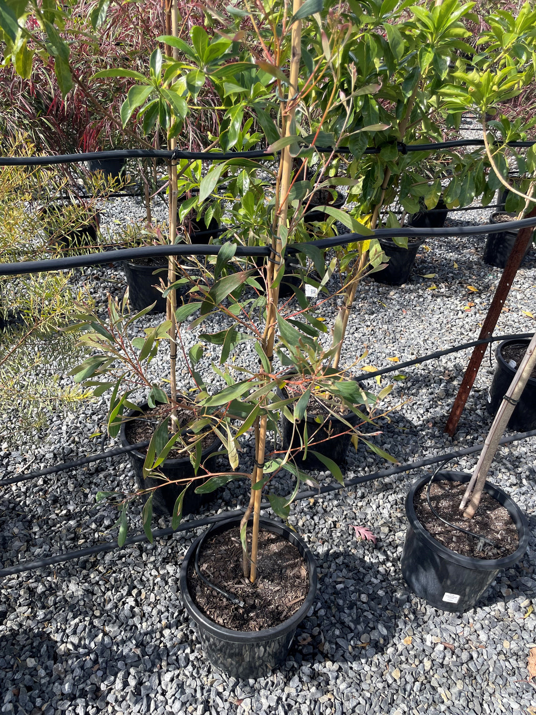 Hakea Laurina 400mm Pot for sale Adelaide Plant Co