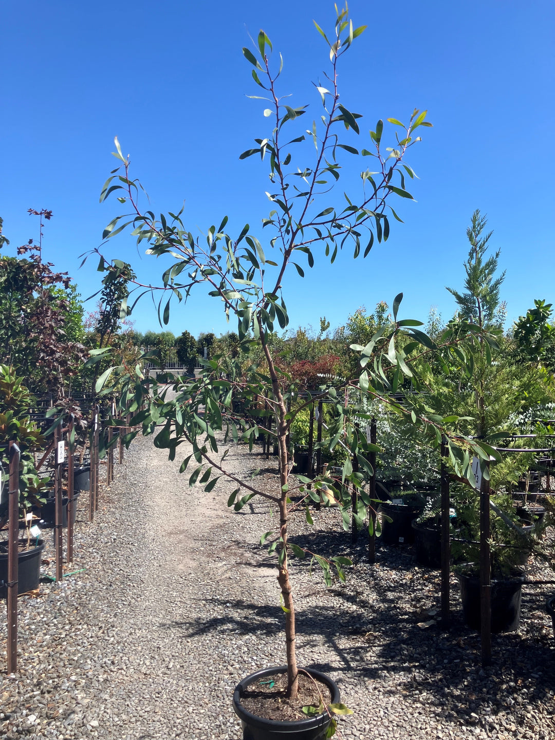 Hakea Laurina for sale Adelaide Plant Co