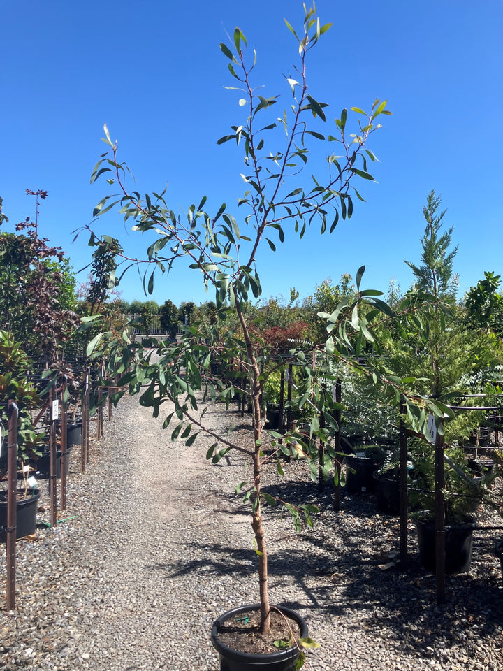 Hakea Laurina for sale Adelaide Plant Co