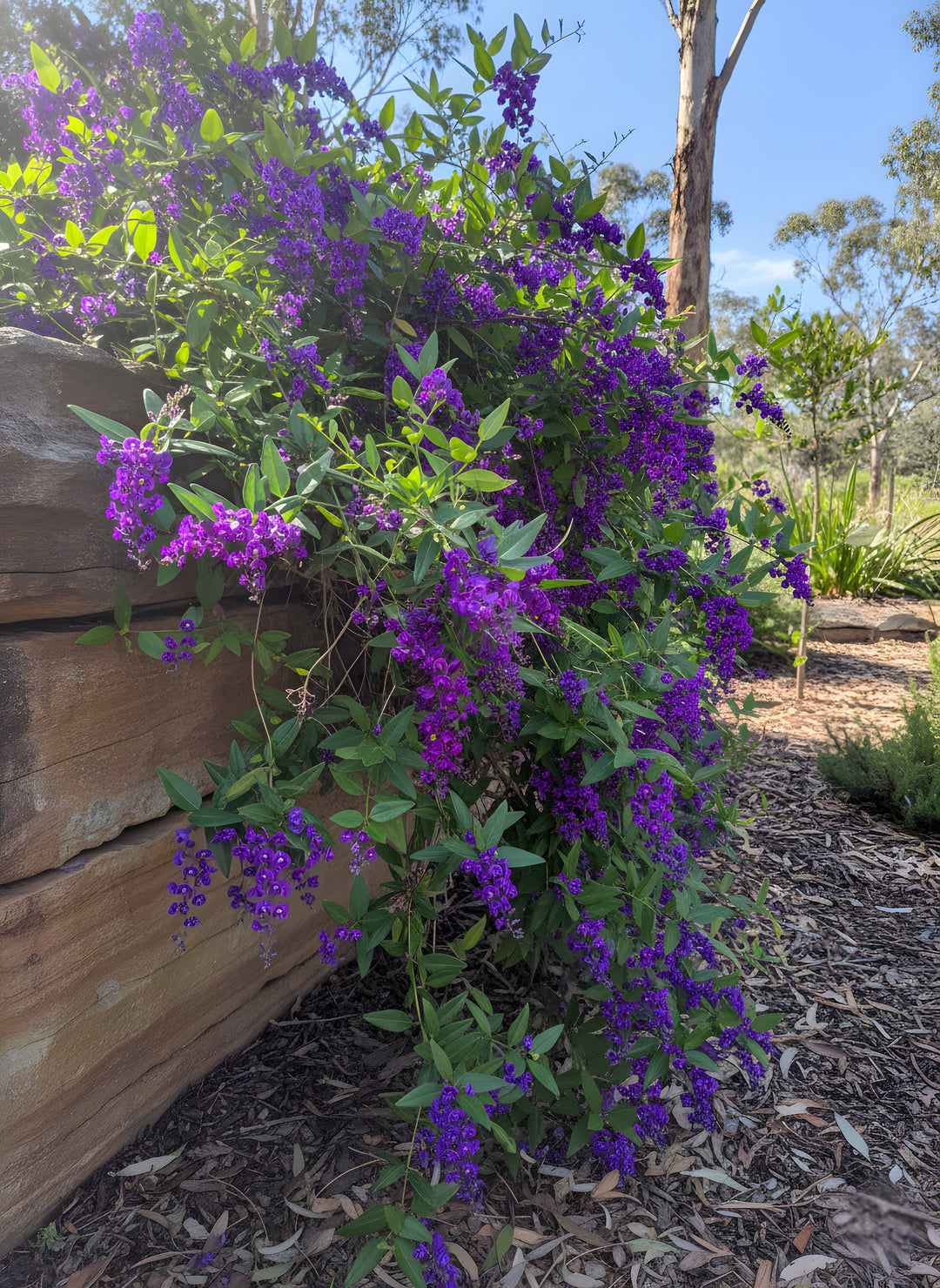 Hardenbergia Comptoniana 140mm Pot for sale Adelaide Plant Co