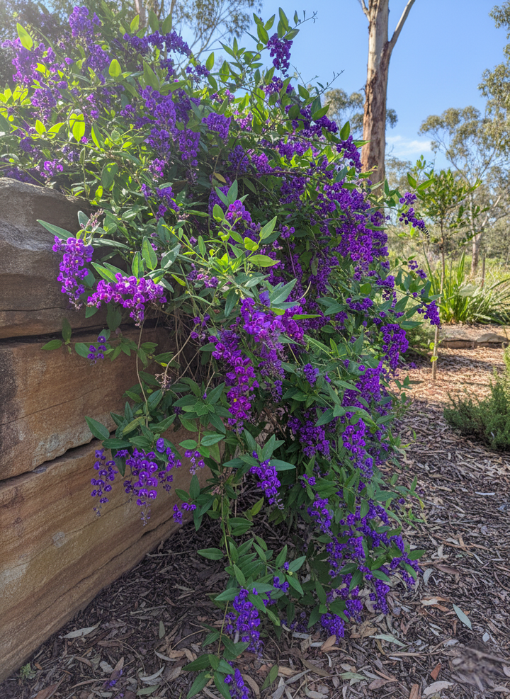 Hardenbergia Comptoniana