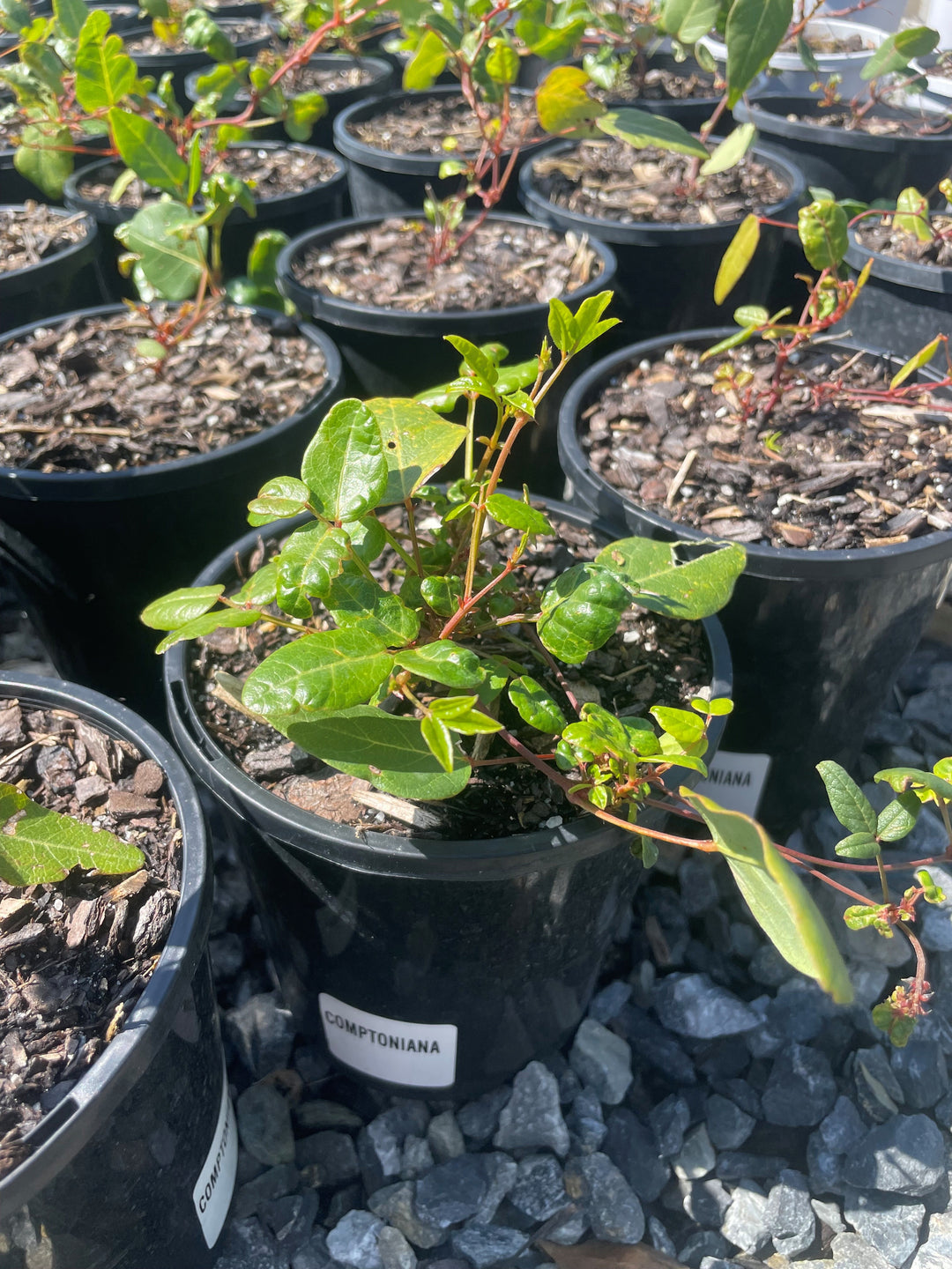 Hardenbergia Comptoniana