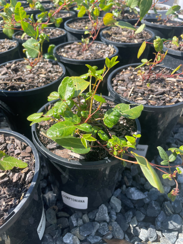 Hardenbergia Comptoniana