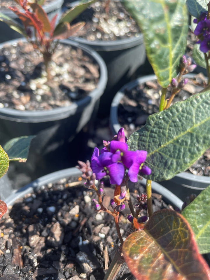 Hardenbergia violacea &