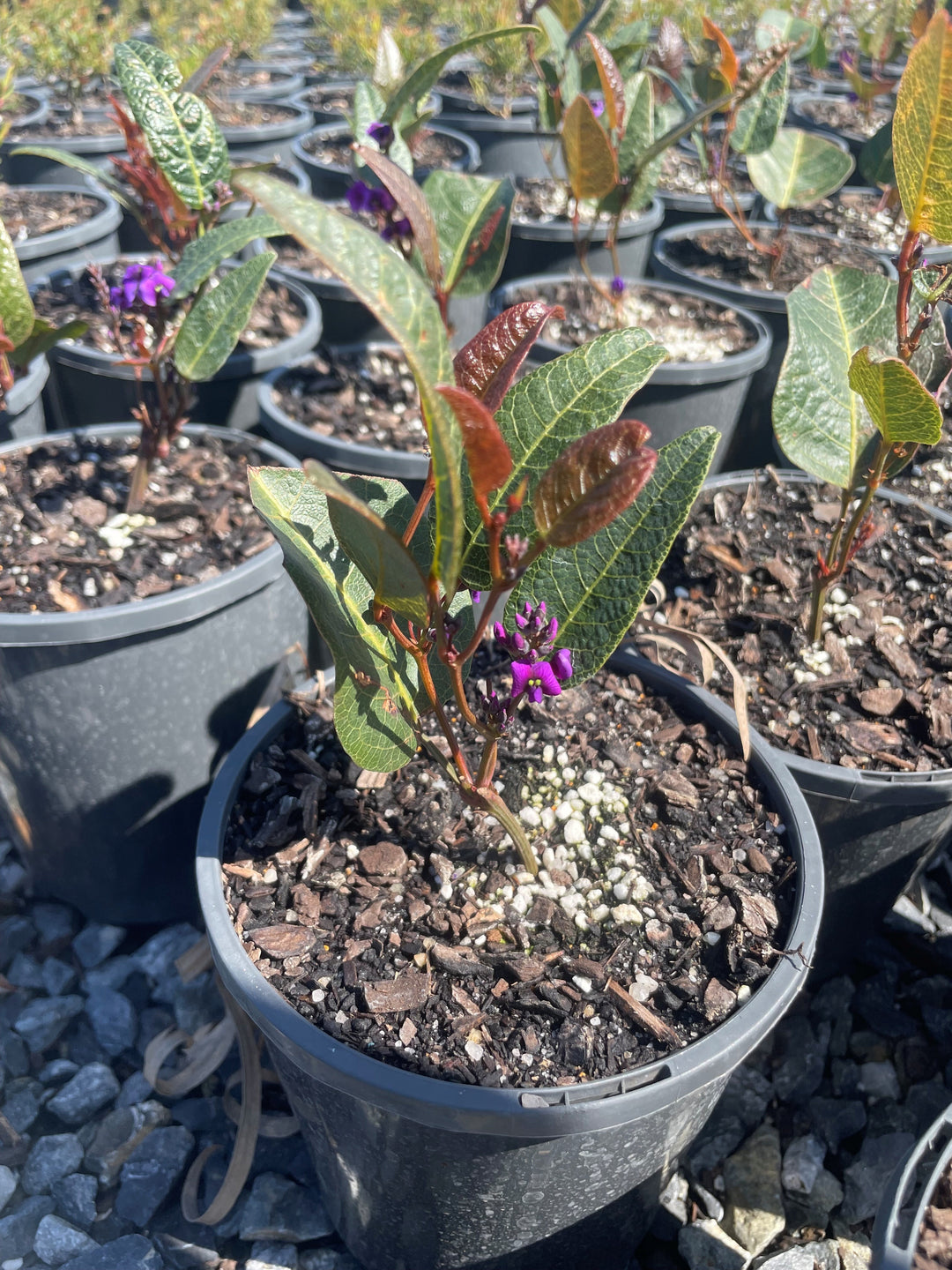 Hardenbergia violacea &