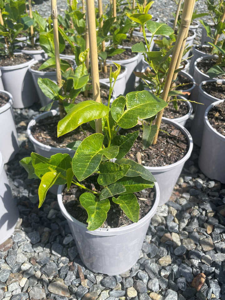 Hardenbergia Violacea Edna Walling 'Snow White'