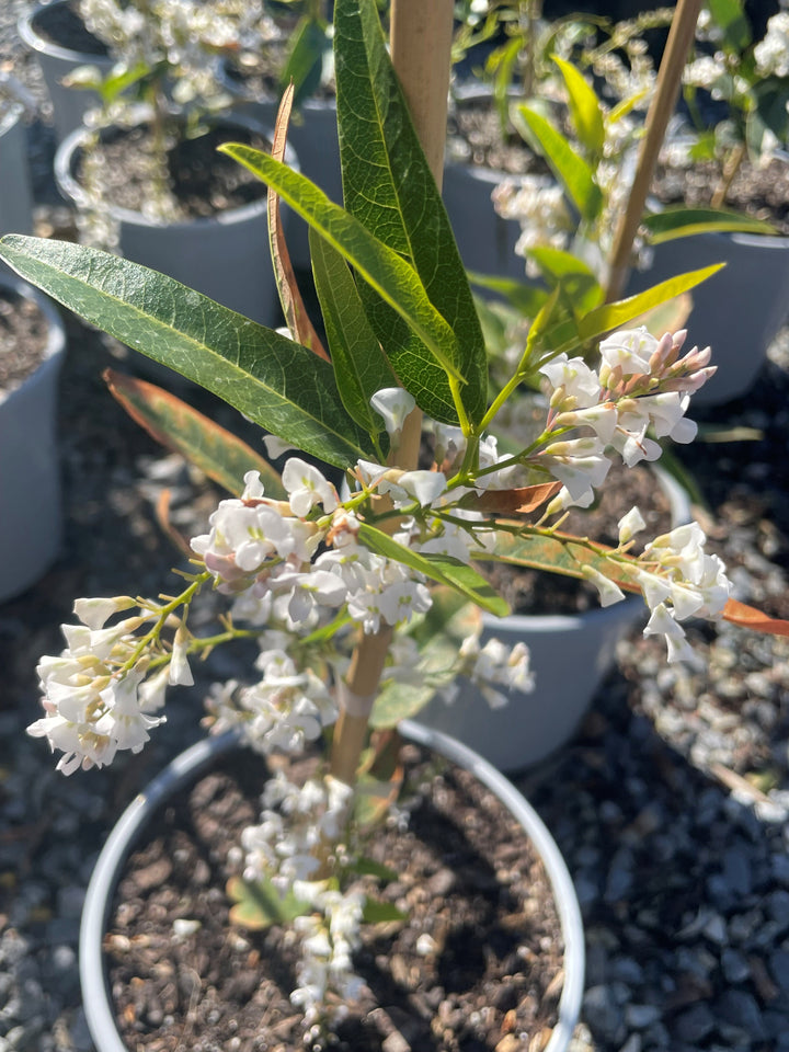 Hardenbergia Violacea Edna Walling 'Snow White'