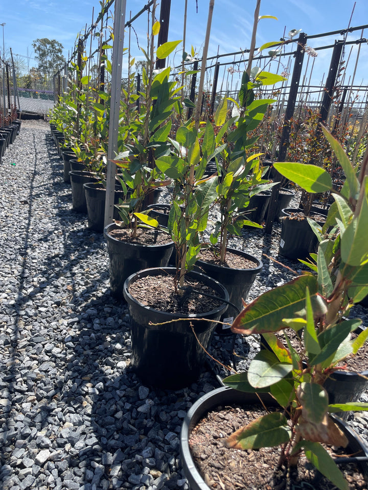 Hardenbergia Violacea Edna Walling 'Snow White'
