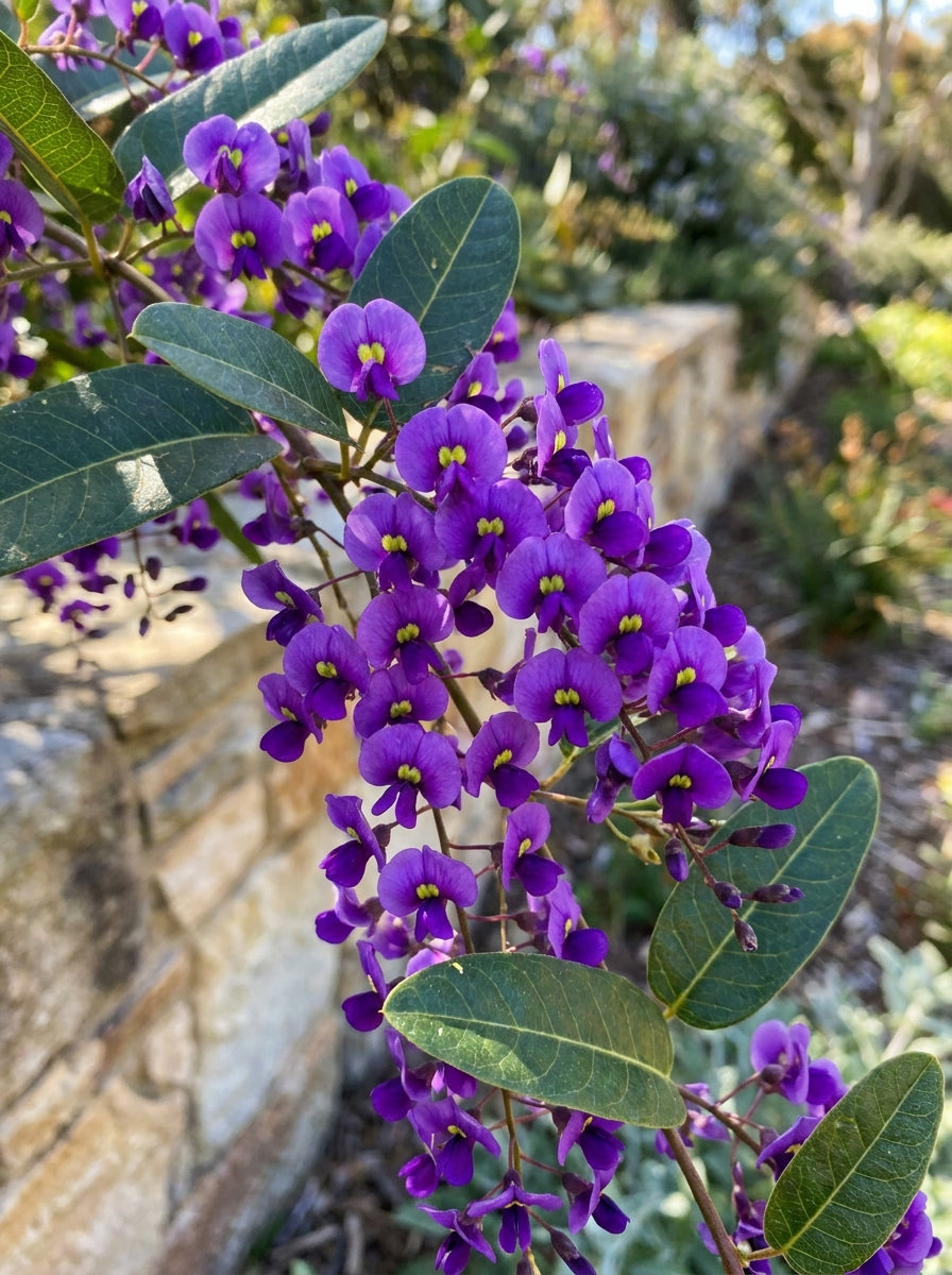 Hardenbergia violacea 140mm Pot for sale Adelaide Plant Co