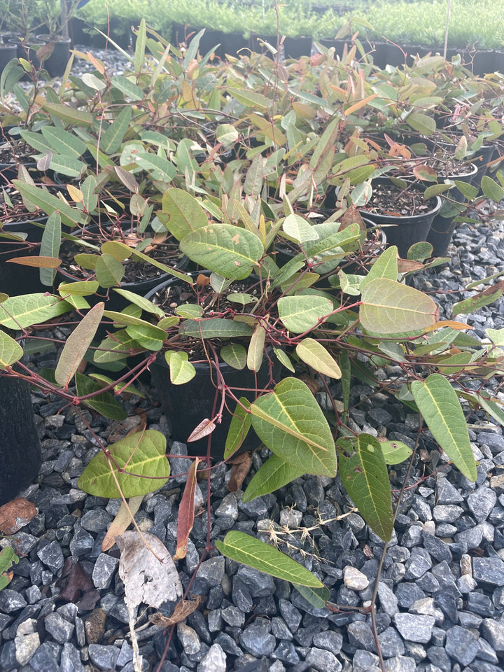 Hardenbergia violacea 140mm Pot for sale Adelaide Plant Co