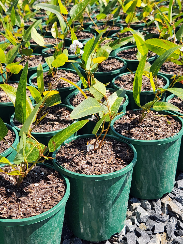 Hardenbergia violacea &
