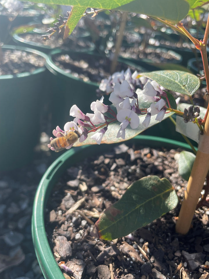 Hardenbergia violacea &