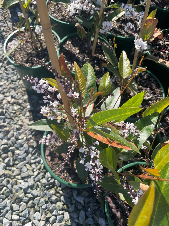 Hardenbergia violacea &
