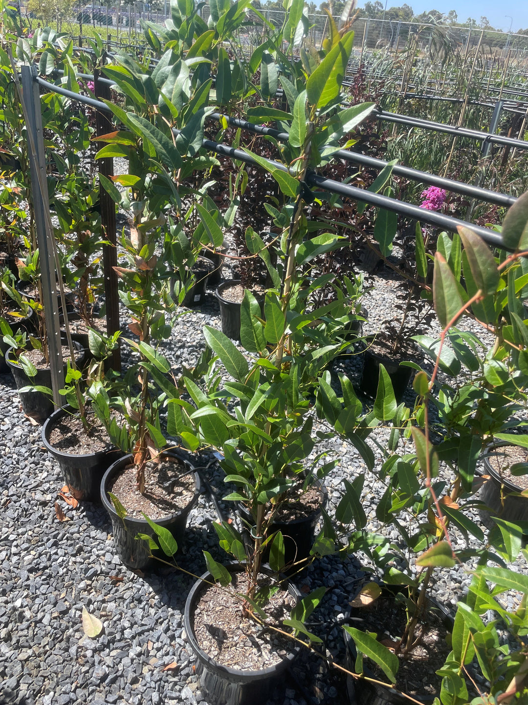 Hardenbergia violacea &
