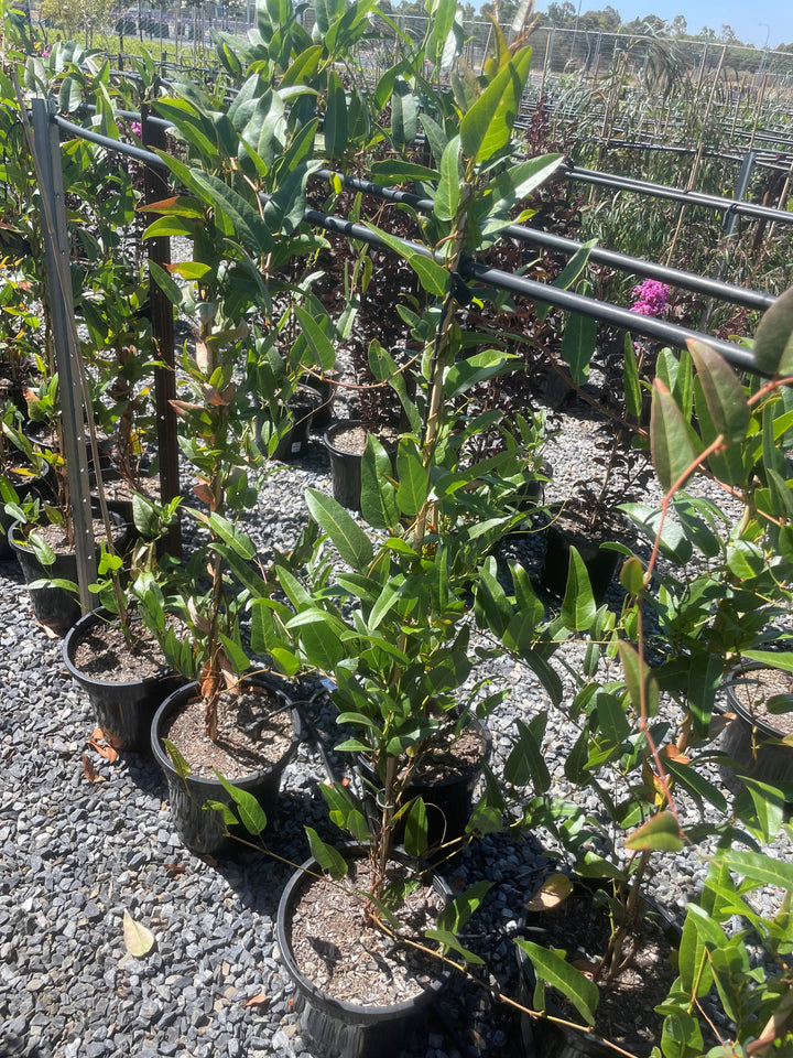 Hardenbergia violacea &