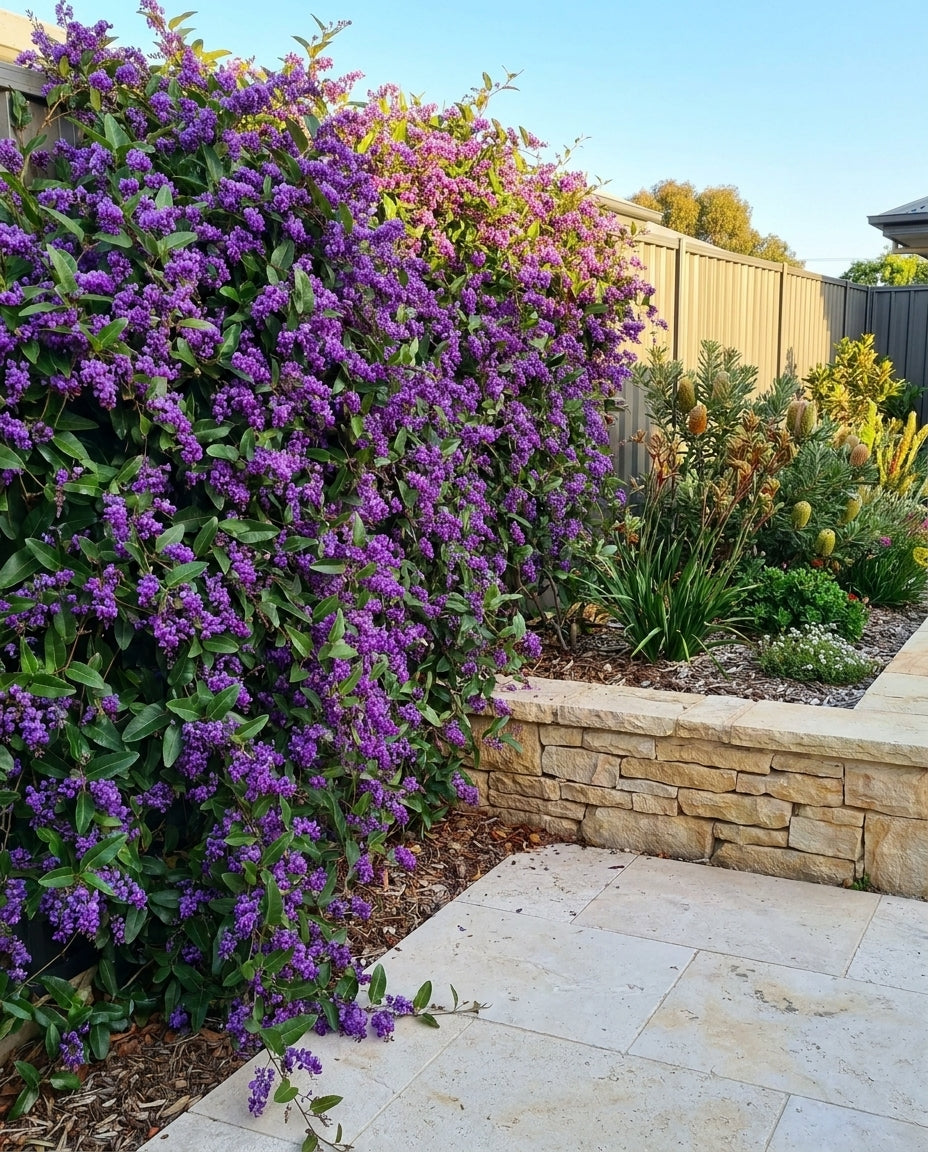 Hardenbergia violacea &