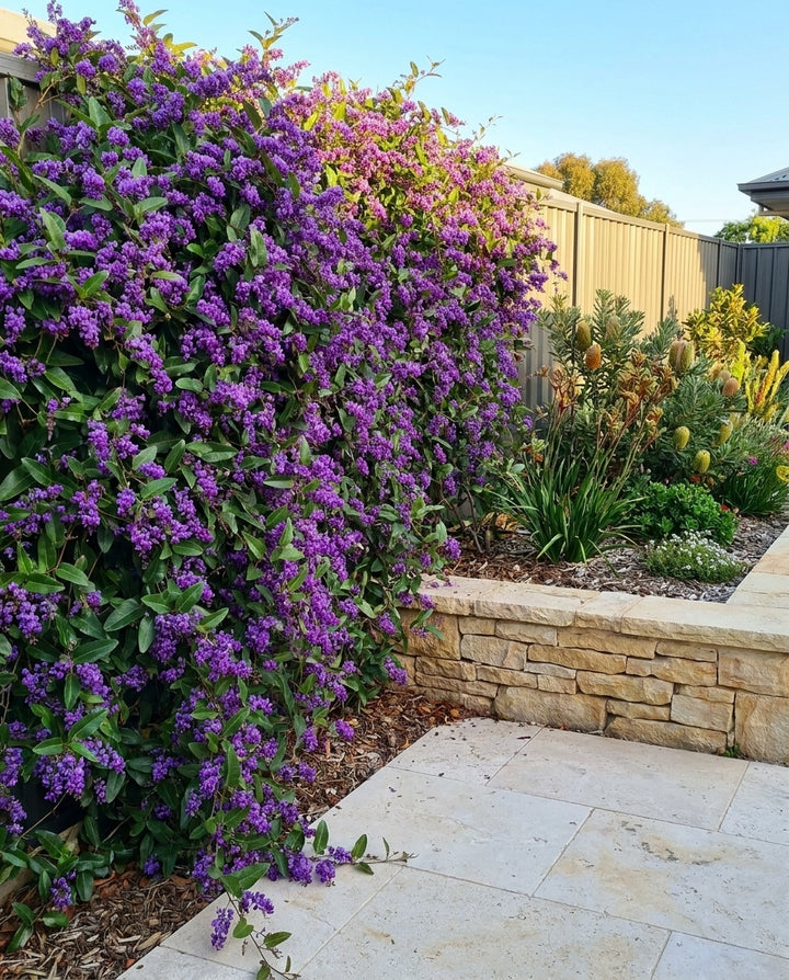 Hardenbergia violacea &