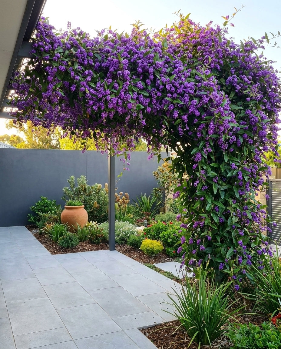 Hardenbergia violacea &