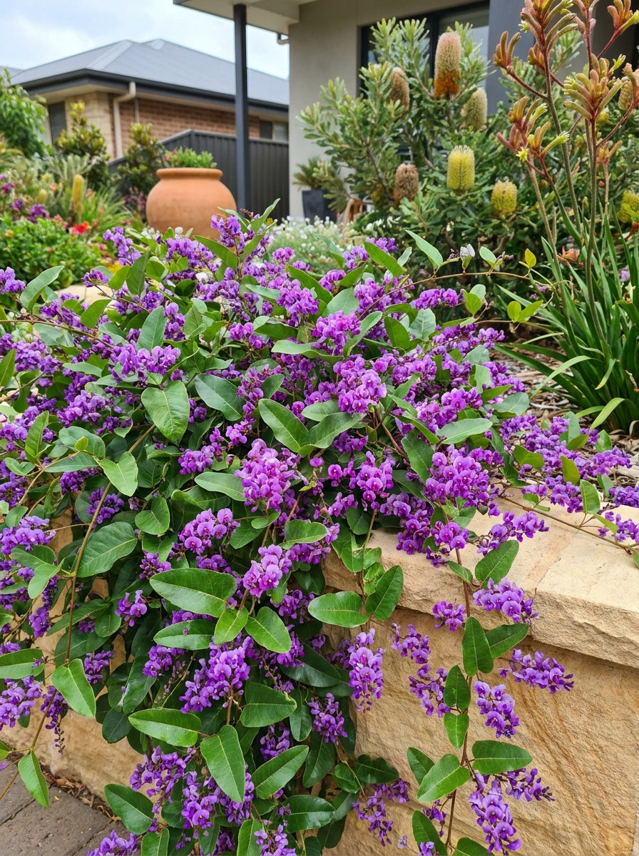 Hardenbergia violacea 'Happy Wanderer' 140mm Pot for sale Adelaide Plant Co