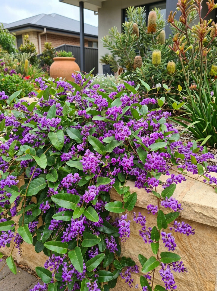 Hardenbergia violacea &