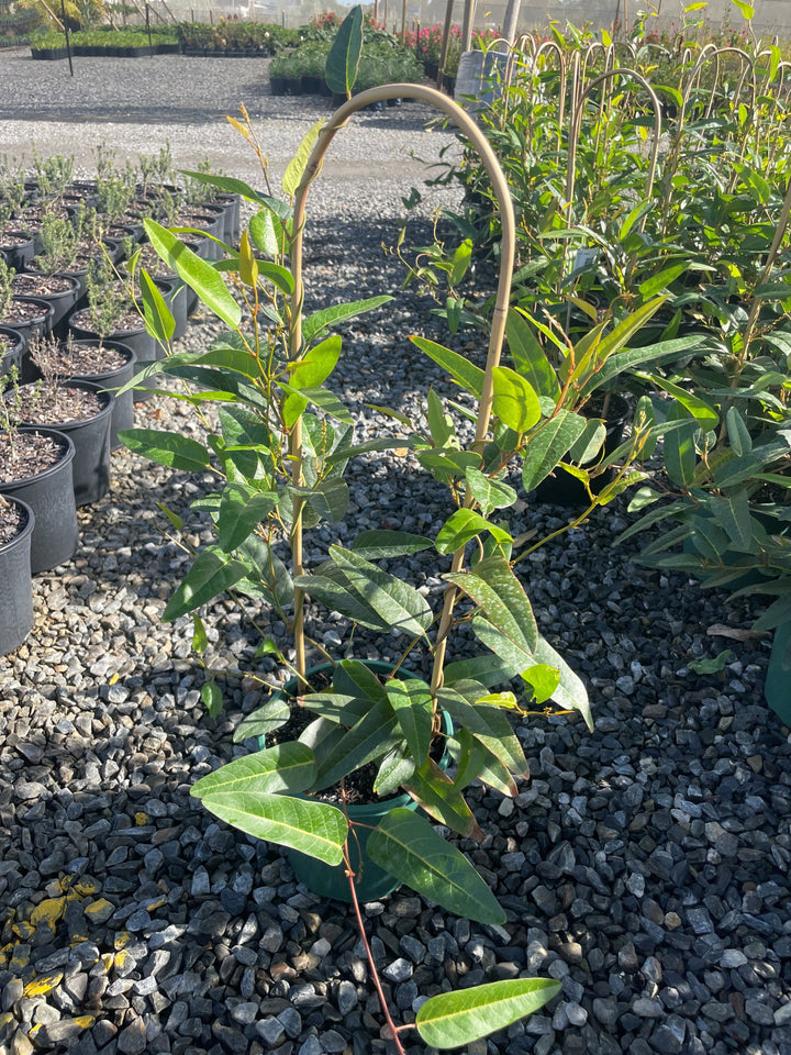 Hardenbergia violacea &