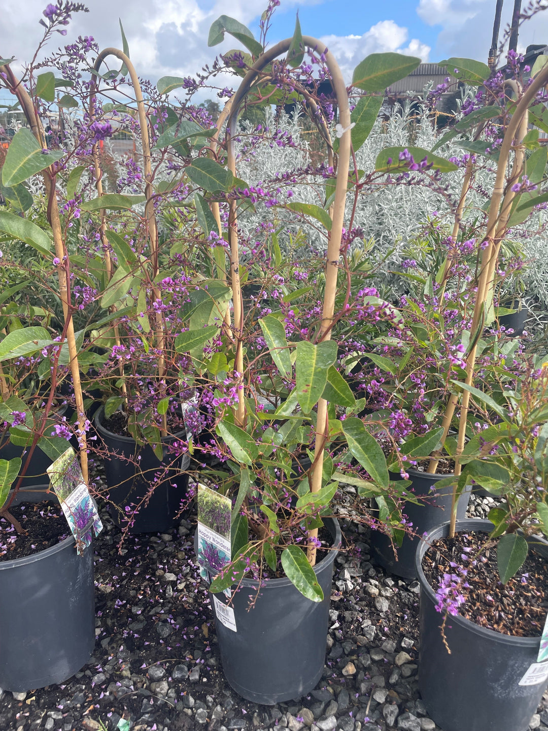Hardenbergia violacea &