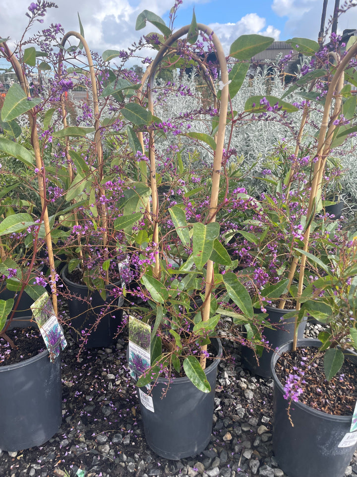 Hardenbergia violacea &