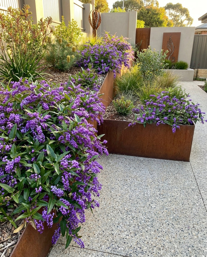 Hardenbergia violacea &