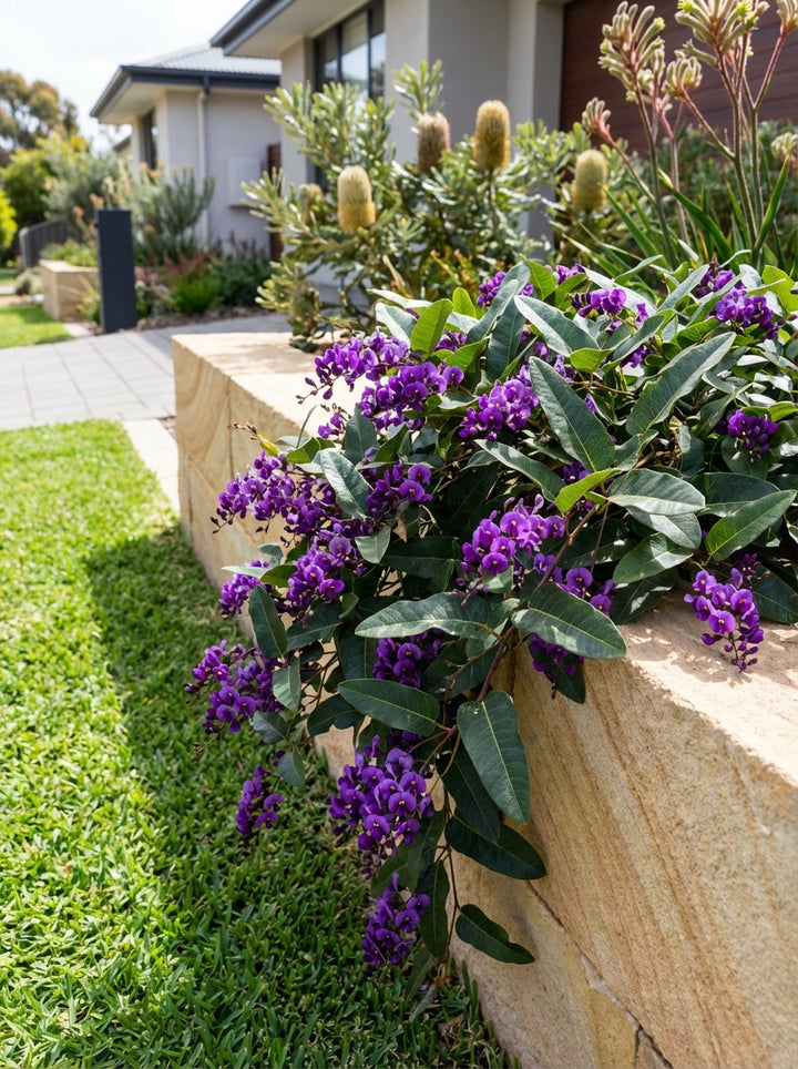 Hardenbergia violacea &