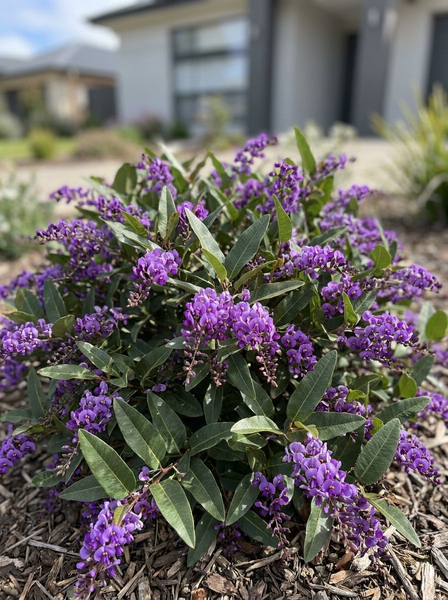 Hardenbergia violacea 'Meema' 140mm Pot for sale Adelaide Plant Co