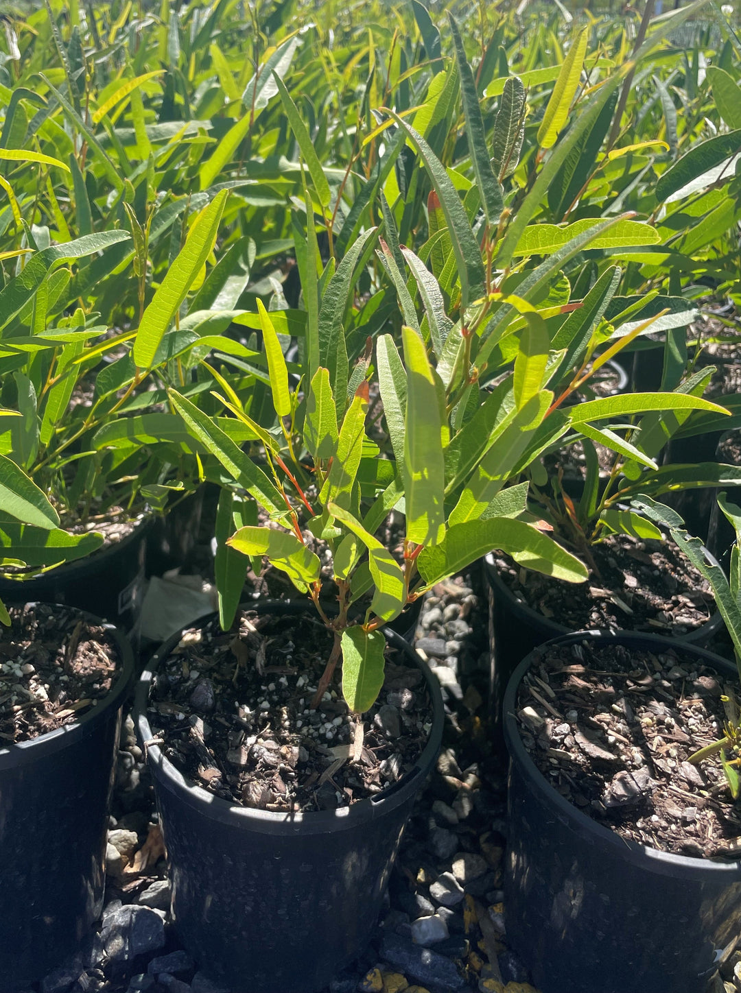 Hardenbergia violacea &