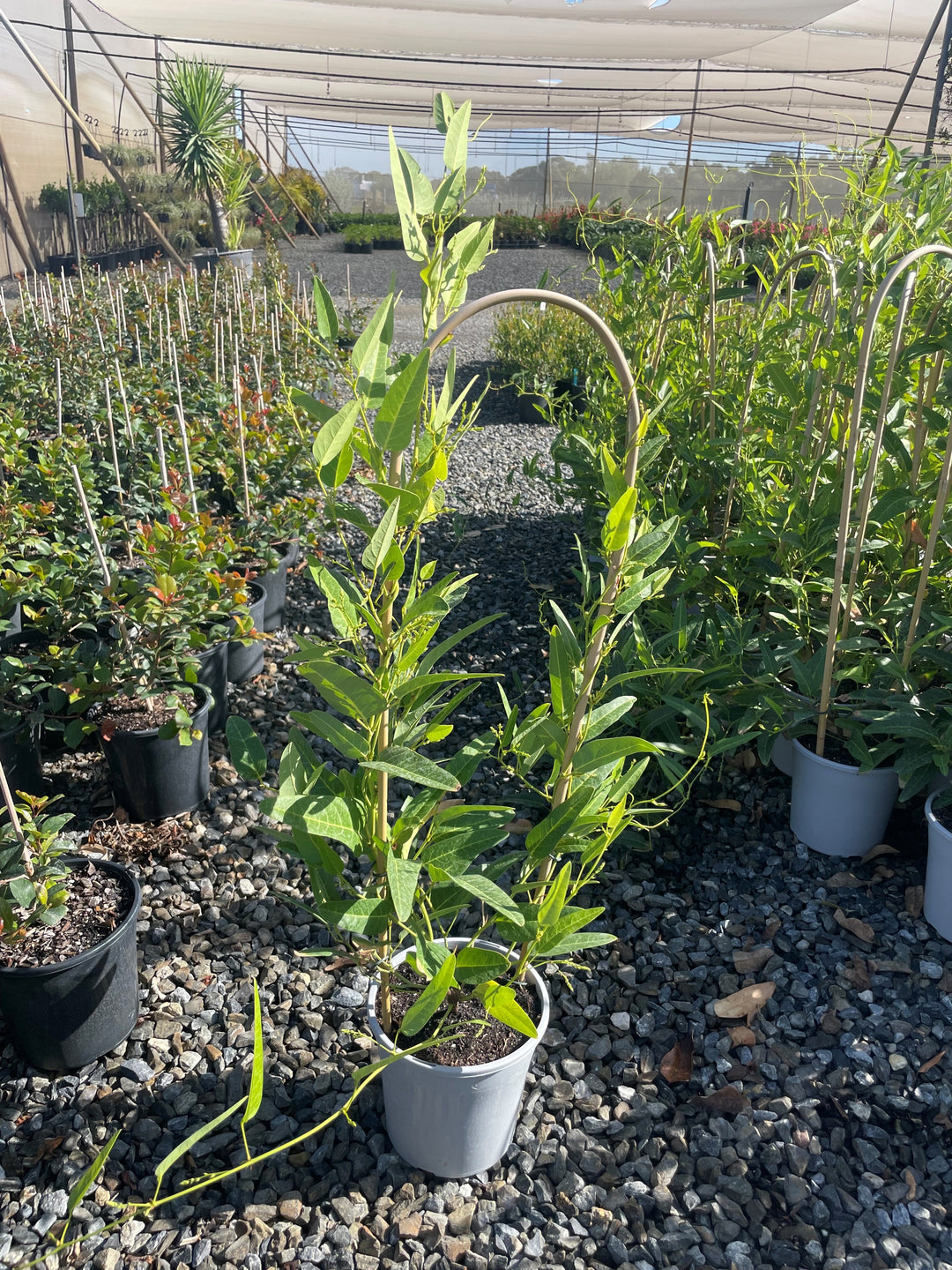 Hardenbergia violacea &