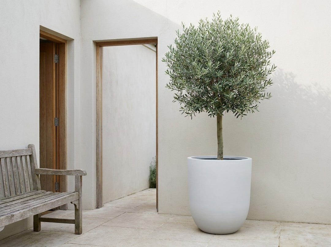 Havana tall planter pot in Arctic white terrazzo, planted with a clipped Lilly Pilly cone topiary at a rendered entry portico