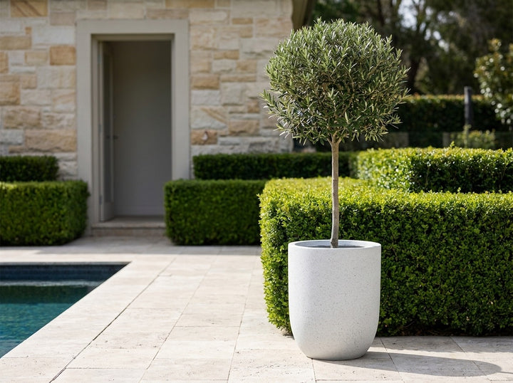 Havana tall planter pot in Blizzard white terrazzo, planted with an olive standard beside a pool