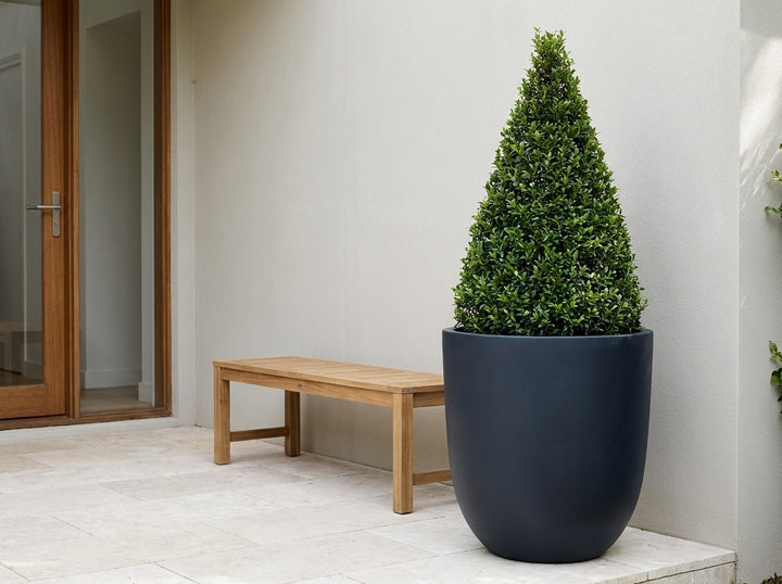 Havana tall planter pot in Charcoal grey terrazzo, planted with a clipped Lilly Pilly cone topiary in a minimal rendered courtyard