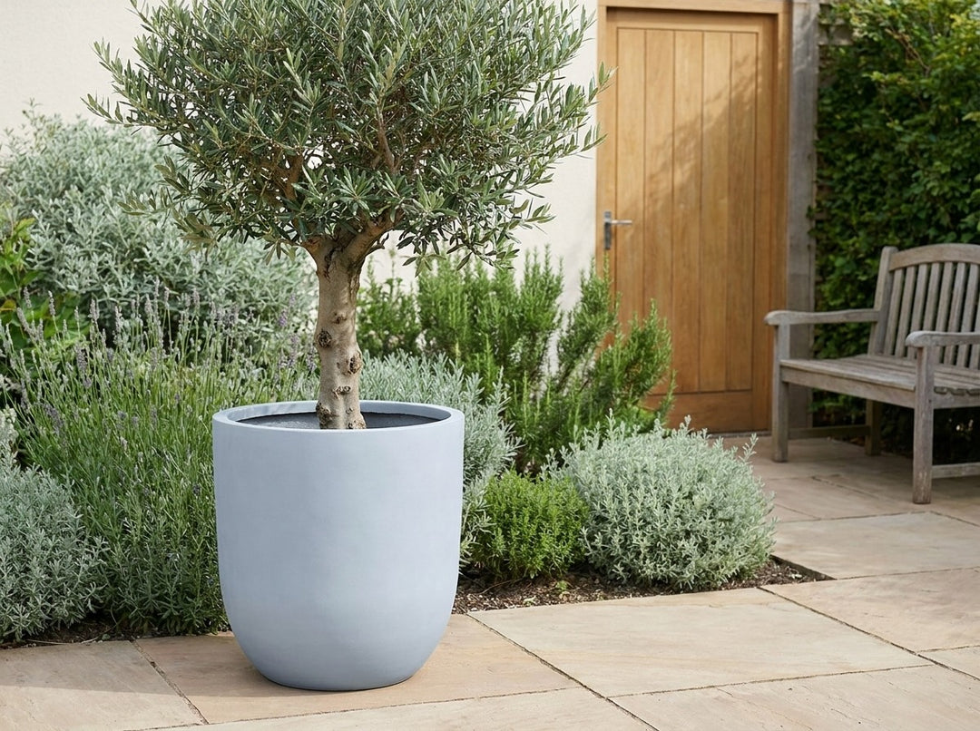 Havana tall planter pot in Slate grey terrazzo, planted with an olive standard on a sandstone terrace with silver foliage behind