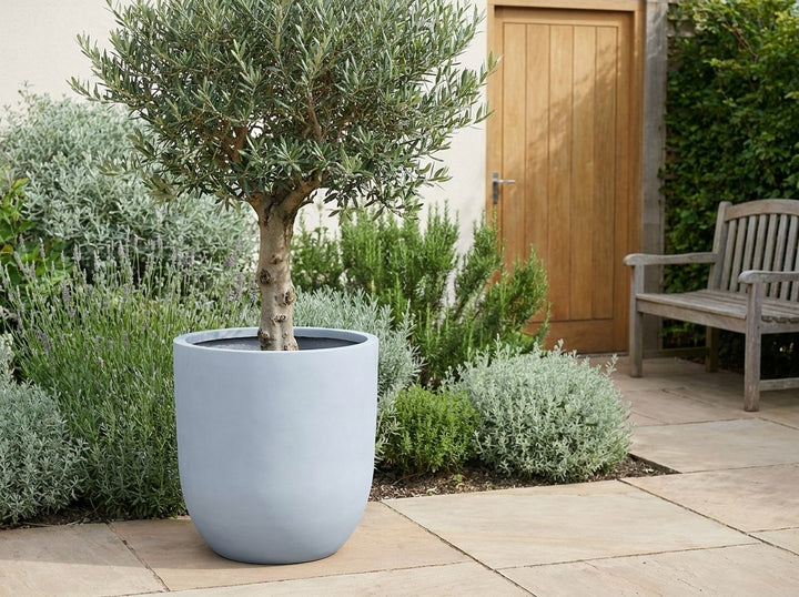 Havana tall planter pot in Slate grey terrazzo, planted with an olive standard on a sandstone terrace with silver foliage behind