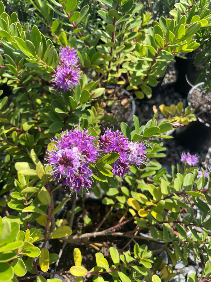 Hebe Diosmifolia x Speciosa 'Inspiration'